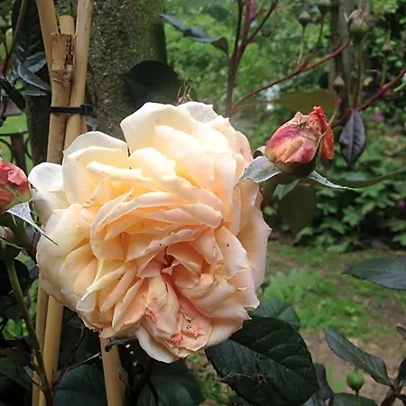 La Roseraie 5* トゥルネー