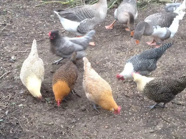 Bed and Breakfast La Roseraie